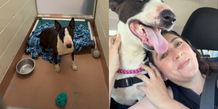Shelter Dog’s Fun Day Out Gets the Best Possible Ending Ever