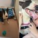 Shelter Dog’s Fun Day Out Gets the Best Possible Ending Ever