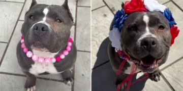 Senior Bully Rescued at 6 Years Old Opens Her Heart in New Home