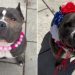 Senior Bully Rescued at 6 Years Old Opens Her Heart in New Home