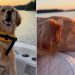 Golden Retriever Puppy Experiences First Sunrise With Dad & It Couldn’t Be Sweeter