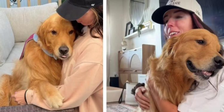 After Owner Teaches Golden Retriever a Trick, It’s All He Does
