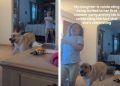 Labrador Proves To Be the Best ‘Hype Man’ for Sister’s New Milestone