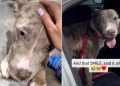 Shelter Dog Left ‘Heartbroken’ After Family Surrendered Her Gets the Best News