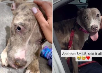 Shelter Dog Left ‘Heartbroken’ After Family Surrendered Her Gets the Best News