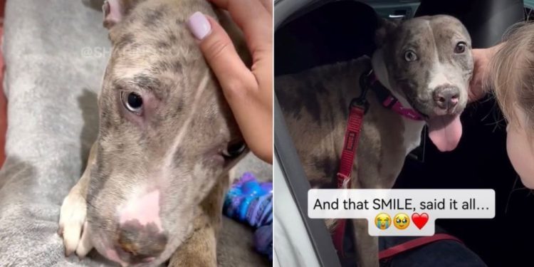 Shelter Dog Left ‘Heartbroken’ After Family Surrendered Her Gets the Best News