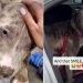 Shelter Dog Left ‘Heartbroken’ After Family Surrendered Her Gets the Best News
