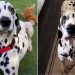 Foster Dog’s Loving Eyes Express How Grateful He Is To Be Saved