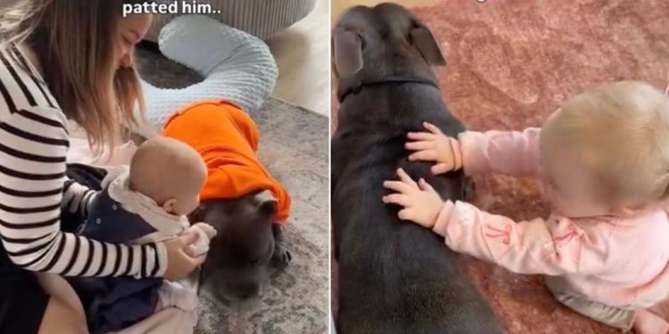 Baby Experiences a First With Dog Sibling & It Turns Into a Sweet Ritual