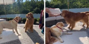 Golden Retriever’s Attempts at Flirting Aren’t Going All Too Well
