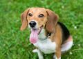 135 More Beagles Rescued From Ridglan Farms Research Facility