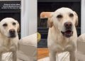 Labrador-Pitbull’s Post-Holiday Meltdown Has Pet Owners Cracking Up