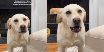 Labrador-Pitbull’s Post-Holiday Meltdown Has Pet Owners Cracking Up