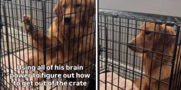 Golden Retriever’s Crate Is Opened, but He Still Can’t Get Out