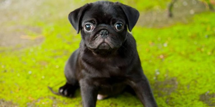 Missing Dog Rescued After Spending 3 Days Trapped in 20-Foot Hole