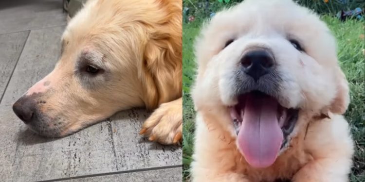 Dog Rescue Saves a Family of Four Dogs & Internet Is Forever Grateful