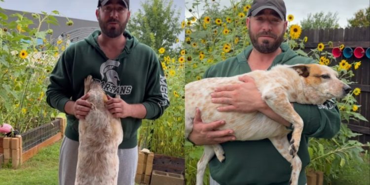 This Clever Dog Wanted To Smell the Flowers Without Getting Her Paws Wet