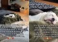 Shelter Dog Who Was Almost Euthanized Now Gets a Cozy Sleep