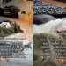 Shelter Dog Who Was Almost Euthanized Now Gets a Cozy Sleep