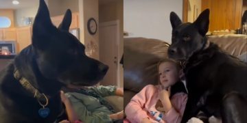 Rescue Dog’s Love for Kids Proves He’s Always Been a Part of the Family