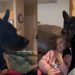 Rescue Dog’s Love for Kids Proves He’s Always Been a Part of the Family
