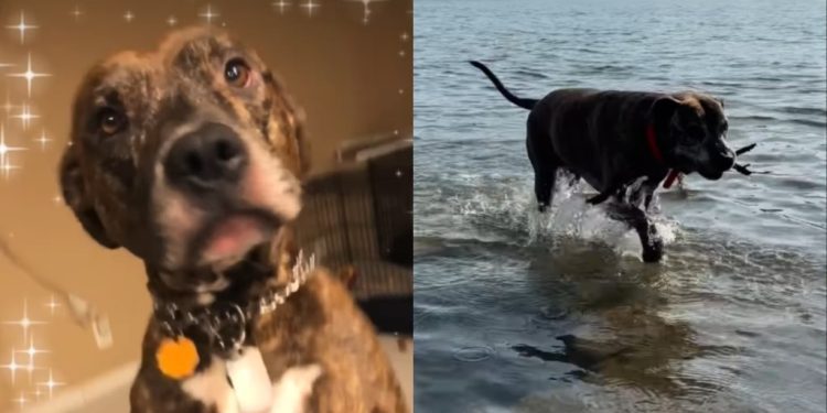 Rescue Dog Found in Dumpster Now Celebrates 15th Birthday With Forever Family