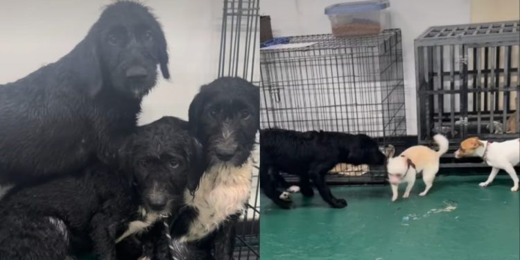 ‘Terrified’ Rescue Dogs Dumped Together Take First Step Towards Healing