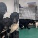 ‘Terrified’ Rescue Dogs Dumped Together Take First Step Towards Healing