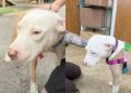 Shelter Dog With ‘No Adoption Interests’ Finds a New Foster Friend