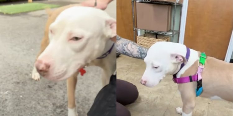 Shelter Dog With ‘No Adoption Interests’ Finds a New Foster Friend
